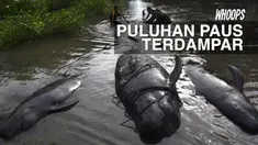 Puluhan ekor paus terdampar di perairan Probolinggo, Jawa Timur. 10 di antaranya mati