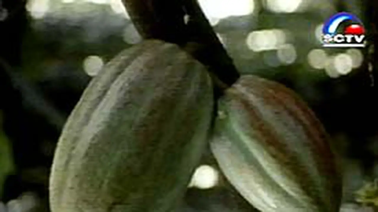 040603bLN_Coklat1.jpg