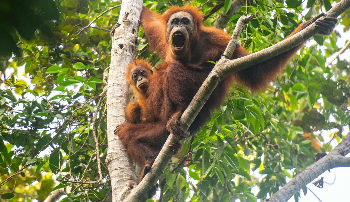Foto selebaran tak bertanggal yang diambil oleh Pusat Informasi Orangutan dan dirilis pada 10 Juni 2026 menunjukkan orangutan Tapanuli di atas pohon di hutan Batang Toru di Sumatra Utara. Menurut para ilmuwan, tanah longsor yang dipicu oleh perubahan iklim memusnahkan hampir satu dari 10 spesies kera besar paling langka di dunia yang tersisa di Pulau Sumatra. (Handout/Pusat Informasi Orangutan/AFP)
