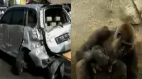 Rombongan pengantin alami tabrakan beruntun di ruas jalur Pantura, Subang, hingga seekor bayi gorila lahir di Kebun Binatang Taronga Sydney.