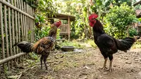 Ayam Kampung vs Ayam Jawa Super, Mana yang Lebih Mudah Diternak untuk Peternak Pemula?