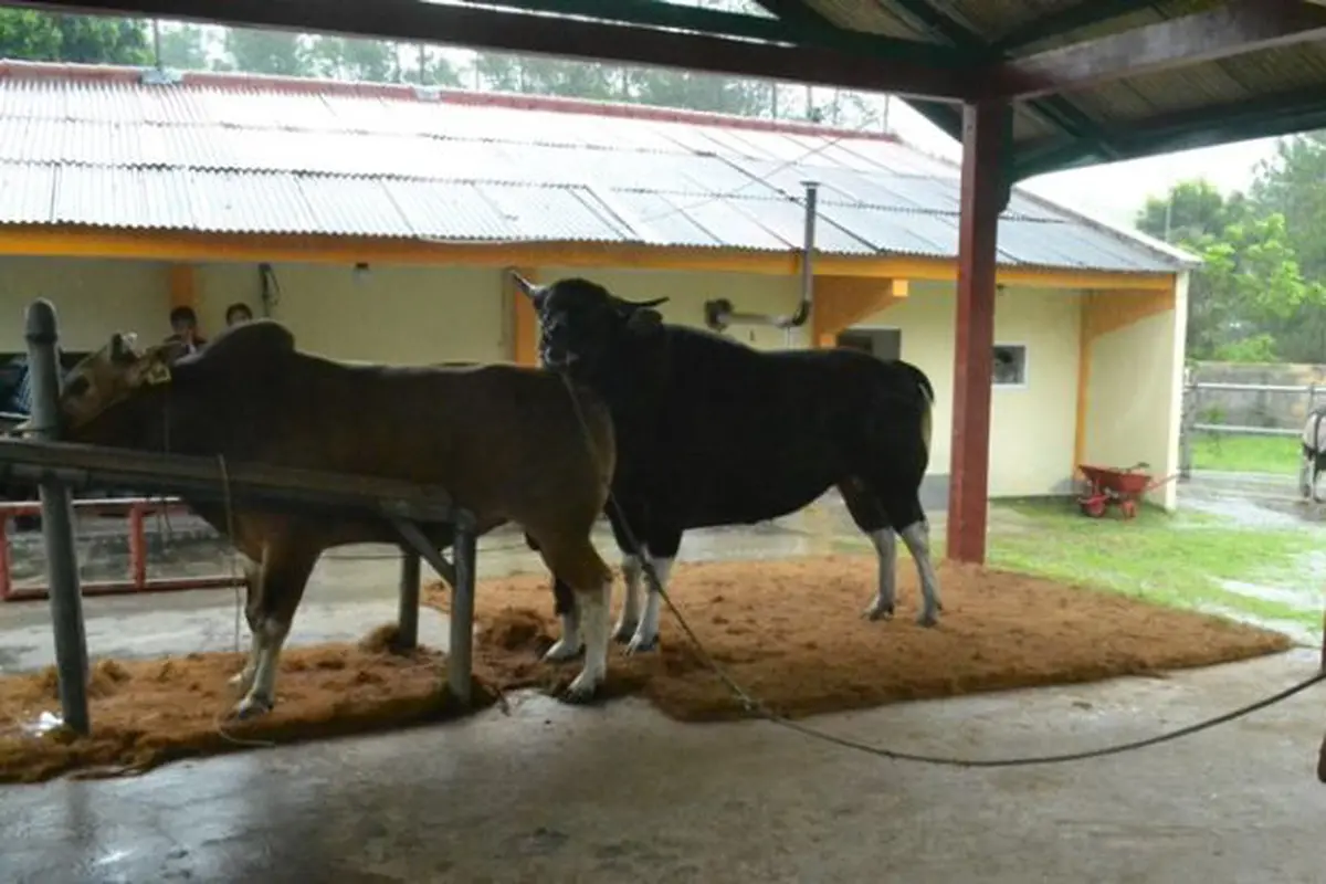 Inseminasi Sapi