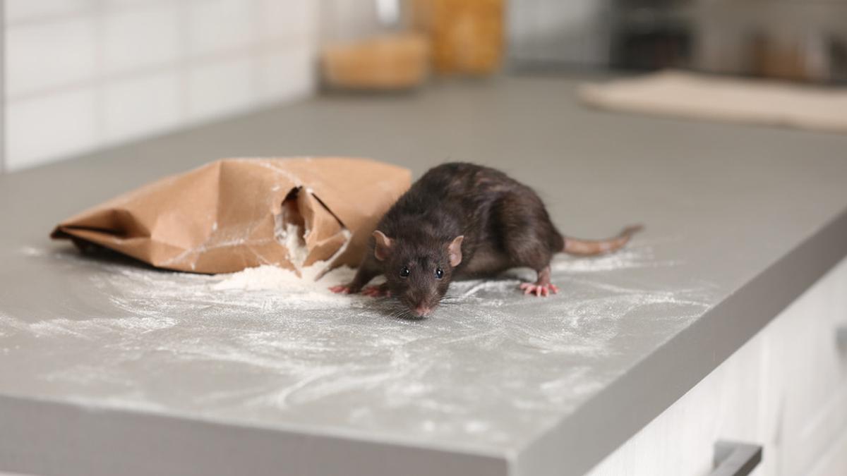 10 Cara Mudah dan Sederhana Mengusir Tikus di Dapur - Lifestyle Fimela.com