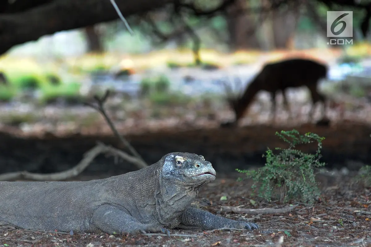 Melihat Interaksi Komodo dengan Manusia di Pulau Rinca