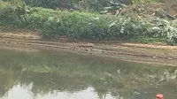 Evakuasi Buaya Muara di Sungai Citarum Sampai Sabtu Ini