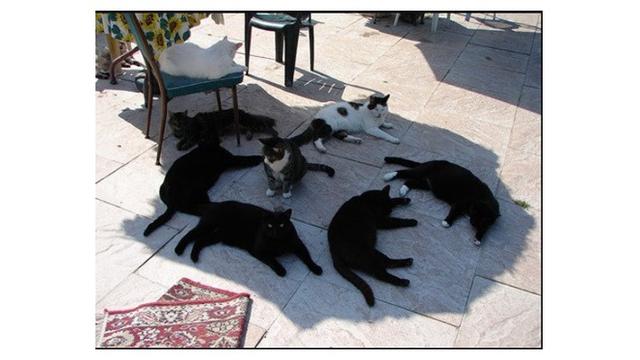 Tingkah kucing seperti manusia (Sumber: twitter/_Hrst)