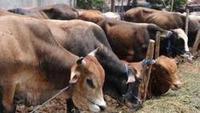 778.922 Hewan Ternak dari Sapi hingga Babi Turut Terdampak Bencana Sumatera