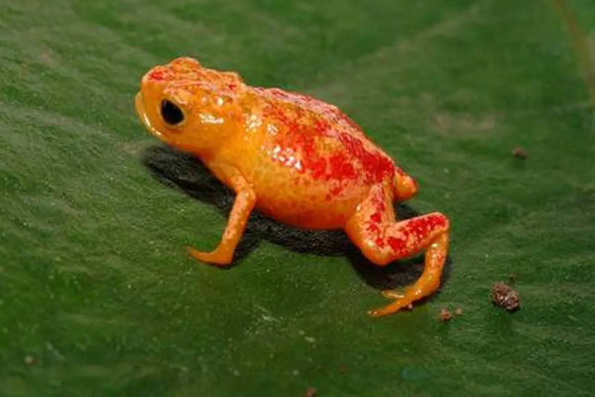 Hati-Hati Jika Bertemu dengan Hewan Imut Namun Mematikan Ini