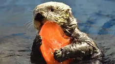 Seekor berang-berang bernama Yutan sedang menikmati makanan yang dibekukan berbentuk hati di Hakkeijima Sea Paradise, Yokohama, Tokyo, Sabtu (11/2). Pemberian makanan berbentuk hati untuk menyambut perayaan Valentine. (AFP PHOTO / KAZUHIRO Nogi)