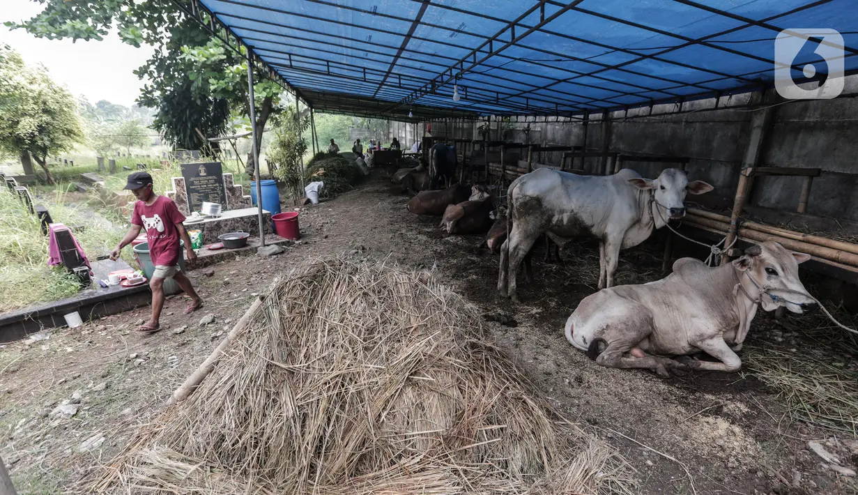 Pedagang hewan kurban mendirikan lapak dagangan di area Pemakaman Tionghoa, daerah Tanah Kusir, Jakarta, Selasa (21/7/2020). Menjelang Hari Raya Idul Adha, pedagang hewan memanfaatkan lahan kuburan untuk berjualan di tengah pandemi Covid-19 yang masih berlangsung. (Liputan6.com/Johan Tallo)
