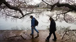 Wisatawan berjalan di sekitar Tidal Basin untuk menikmati bunga sakura yang mulai mekar di Washington DC, Selasa (22/3). (Jim Watson/AFP)