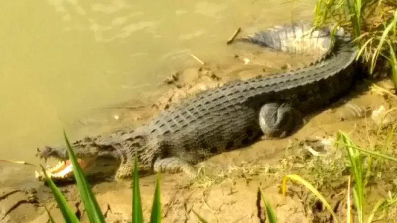 Buaya kembali menampakkan diri di Sungai Luk Ulo Desa Rantewringin, Kebumen (Liputan6.com/Mulyadi untuk Muhamad Ridlo)