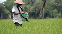 Petani menaburkan pupuk lahan persawahan di Desa Wirowongso, Jember, Jatim, Selasa (30/3). Sejumlah petani mengeluhkan kenaikan harga pupuk saat musim tanam.(Antara)