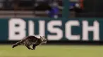 Seekor anak kucing berlari melintasi lapangan di Stadion Busch saat pertandingan semifinal keenam di antara St. Louis Cardinals dan Kansas City Royals di St. Louis (9/8). (AP Photo / Jeff Roberson)