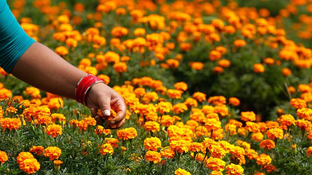 Bunga Marigold-Festival Tihar di Nepal
