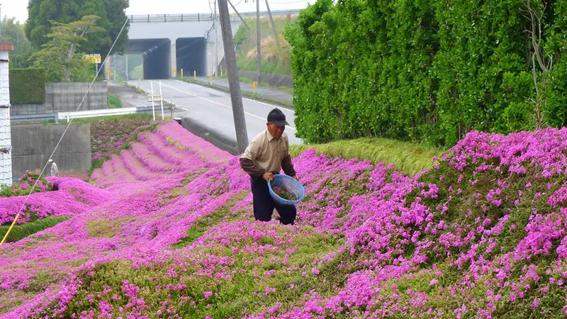 Pria Jepang Tanam Ribuan Bunga untuk Hibur Istrinya