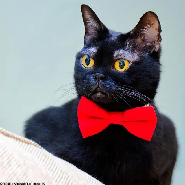 kucing memiliki alis