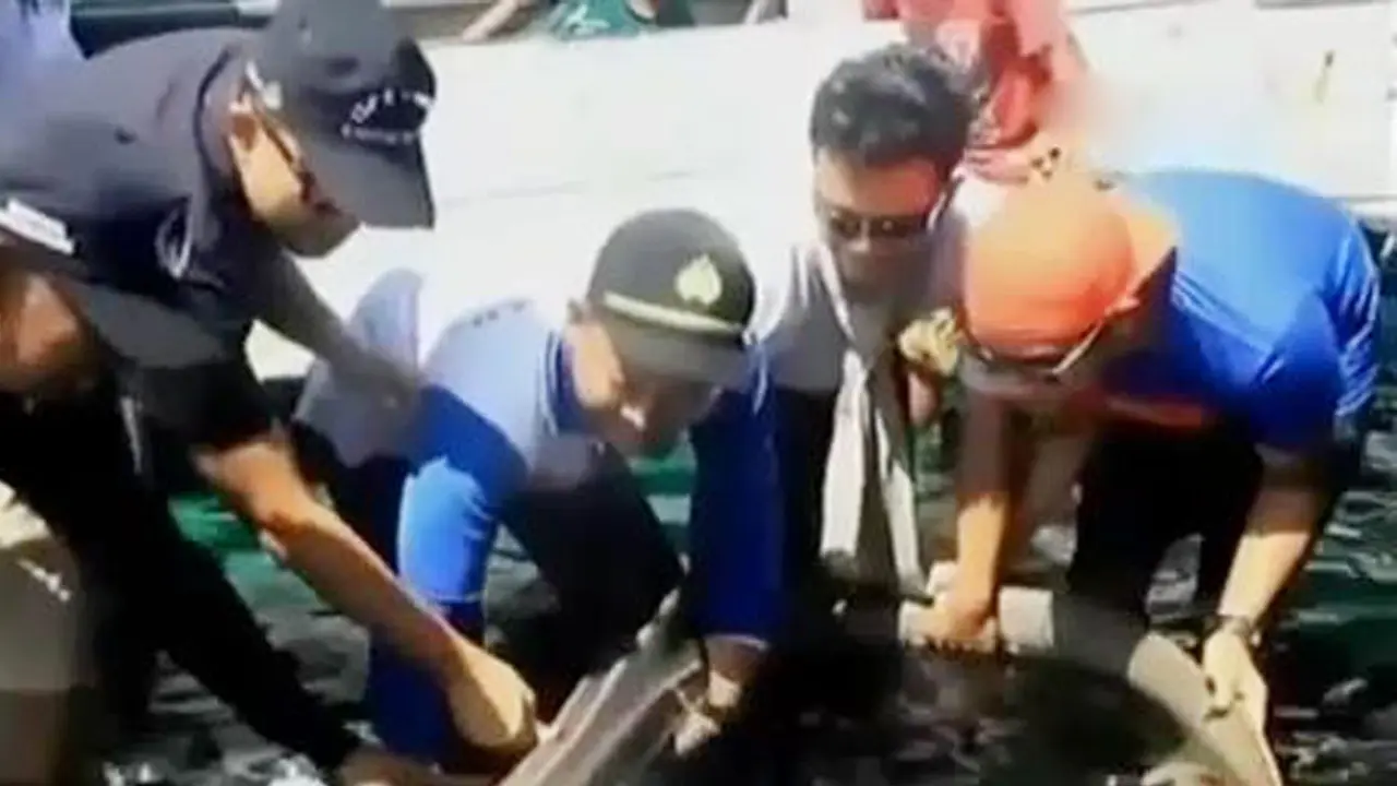Pelepasan Hiu