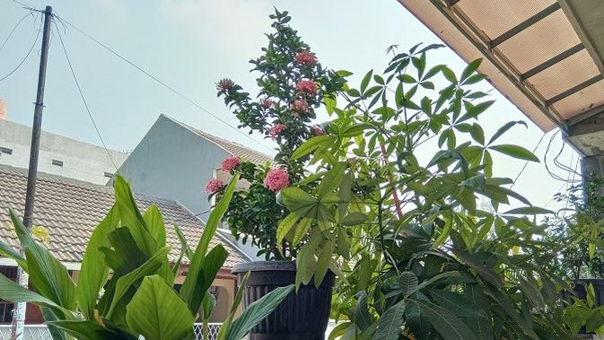 Hasil foto kamera utama Redmi 9 (Liputan6.com/Agustinus M. Damar)