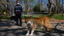 Seorang staf Kota Kadikoy memberi makan kucing liar di Istanbul, Turki, pada 18 April 2020. Bahar Cetinkaya dan timnya yang beranggotakan tiga orang menyusuri jalan di Istanbul dengan mobil membawa makanan kering untuk hewan seiring lockdown di kota tersebut akibat COVID-19. (Xinhua/Yasin Akgul)