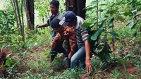 Tim Gabungan menangkap ayah pelaku pembacokan kepada seorang dukun hinhga tewas yang sempat kabur ke dalam hutan Lebak arang Kabupaten Pekalongan (Liputan6.com/Fajar Eko Nugroho) 