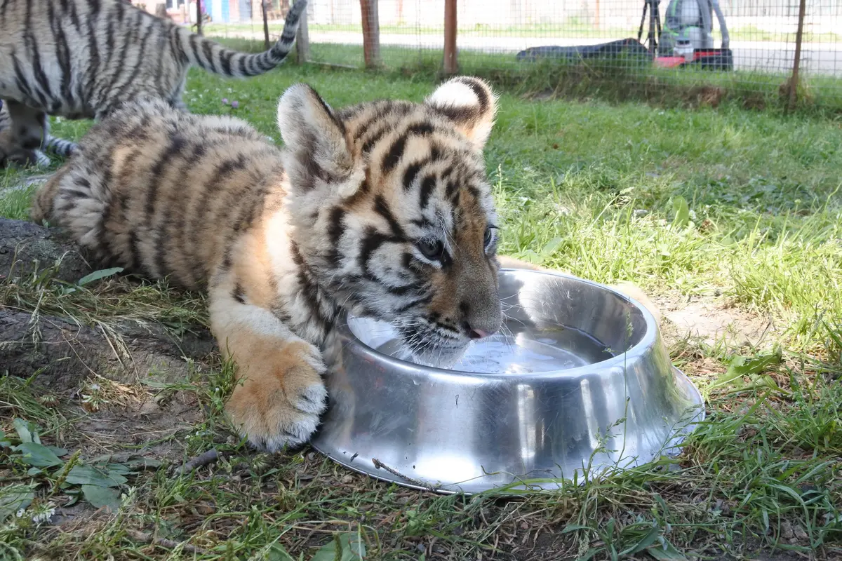Taman Harimau Siberia Hengdaohezi Dibuka Kembali