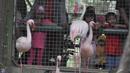 Anak-anak tampak antusias melihat burung flamingo di Taman Margasatwa Ragunan (TMR), Jakarta, Kamis (25/12/2014). (Liputan6.com/Miftahul Hayat)