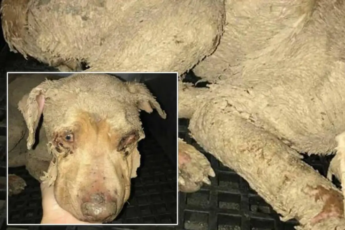 Tega, Anjing Ini Ditemukan Berlumuran Cat Lateks