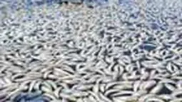 Jutaan Ikan Sarden Mati di California