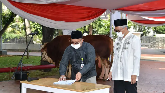 Penyerahan hewan kurban sapi jenis simmental seberat 1 ton dari Wapres Ma'ruf Amin kepada pengurus Masjid Istiqlal, Jakarta. (Foto: Sekretariat Wapres)