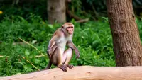 Kasus Monkey Malaria Muncul Lagi, Deforestasi Jadi Salah Satu Pemicu