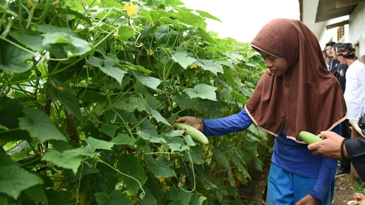 Panen Raya, Pelajar Purwakarta Hasilkan 4 Kuintal Gabah dan Timun