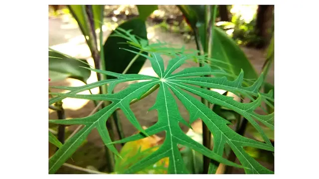 Pohon Yodium