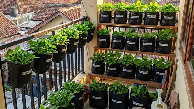 Kebun Sayur Kecil di Balkon Kos (Foto: AI)
