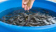 Hitungan Modal Ternak Lele Sedikit-Sedikit tapi Bisa Menghasilkan, Mulai dari Satu Kolam
