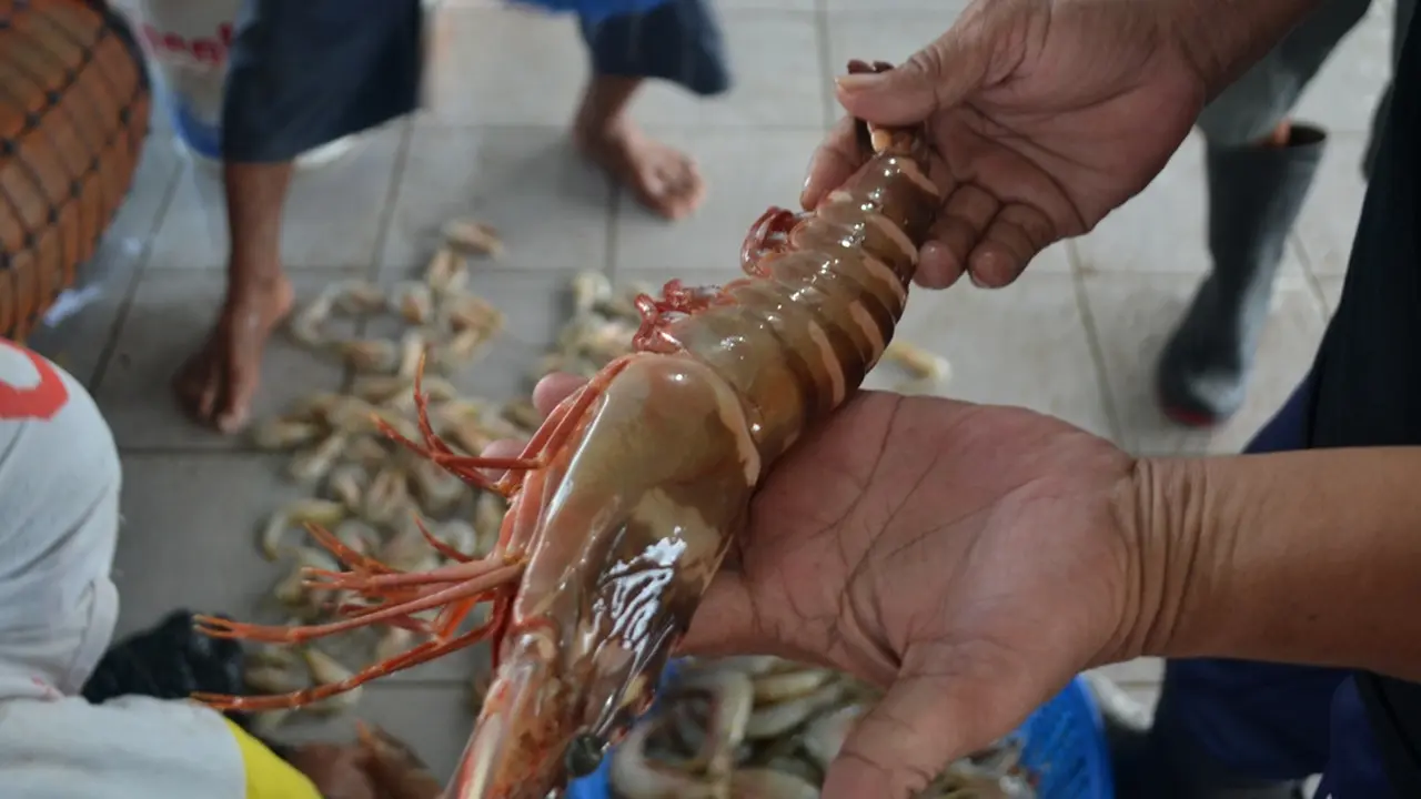 Udang tiger pun naik menjelang Imlek 2018. (Foto: Liputan6.com/Muhamad Ridlo)