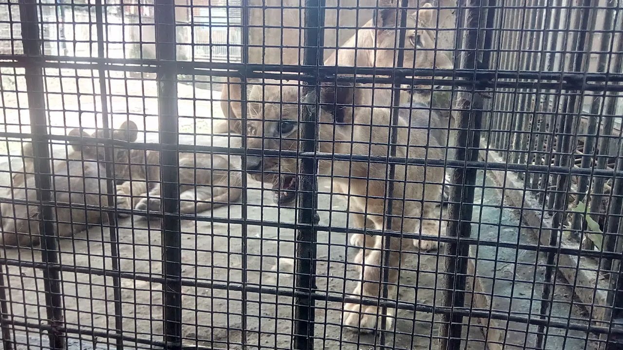 Salam Pagi dari 3 Bayi Singa Afrika di Taman Satwa  Cikembulan
