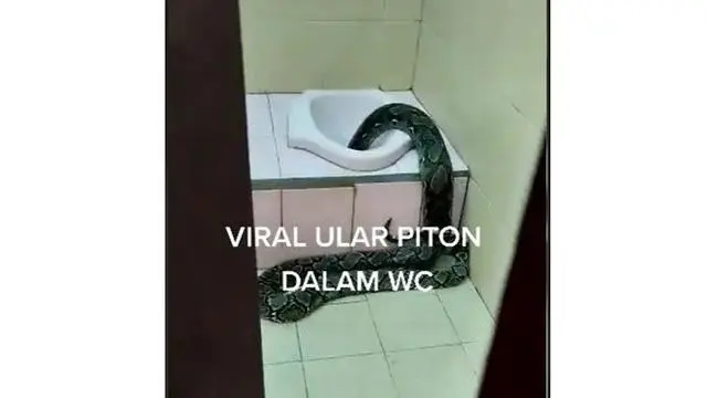 Ular Piton di Tempat Sempit