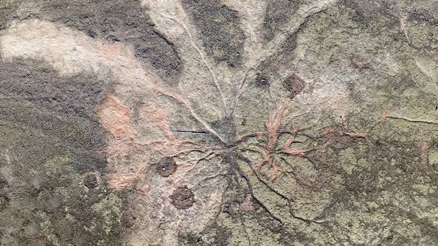 Hutan tertua di dunia sejak 385 tahun lalu ditemukan di New York.