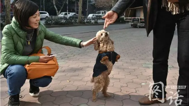 Aksi Anjing Berjalan dengan Dua Kaki Ini Jadi Viral di Internet