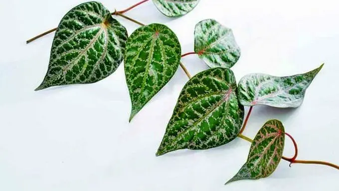 Foto Copyright thinkstockphotos.com