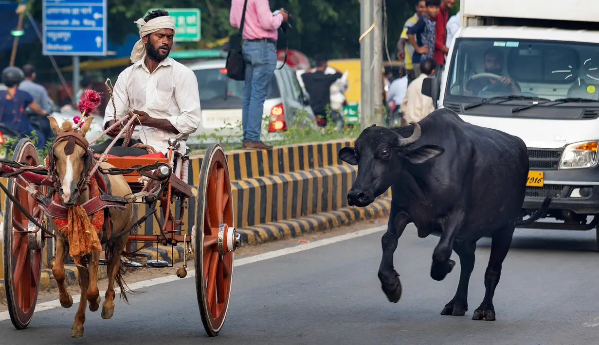 Seekor kerbau liar berlari ketika seorang peserta mengendarai kereta kudanya selama perlombaan tradisional yang diadakan setiap hari Senin di bulan kalender Hindu Saawan di Prayagraj, India, Senin (13/7/2020). Bulan Saawan, bertepatan dengan musim hujan. (AP Photo/Rajesh Kumar Singh)