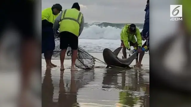 Seekor hiu tersangkut jaring nelayan di lepas pantai Queensland. Sekelompok nelayan mencoba menyelamatkan dan mengembalikan hiu tersebut ke laut.