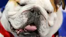 Anjing Bulldog, Bow-Z milik John Hill menjadi pemenang dalam kontes kecantikan bertajuk Beatiful Bulldog ke-37 di Des Moines, Iowa, Minggu (22/4). Pemenang kontes ini akan menjadi maskot ajang atletik Drake Relays (AP/Charlie Neibergall)
