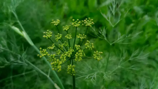 Fennel