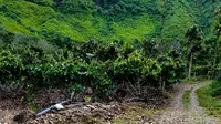 Kawasan hutan di Jambur Latong (sumber foto WALHI Aceh, diambil pada 1 Maret 2023)