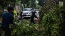 Petugas Dinas Kebersihan dan Pertamanan memotong pohon yang tumbang akibat hujan deras di kawasan jalan Sutan Syahrir, Jakarta, Kamis (22/11). Tumbangnya pohon tersebut disebabkan hujan deras yang melanda Jakarta siang tadi. (Liputan6.com/Faizal Fanani)