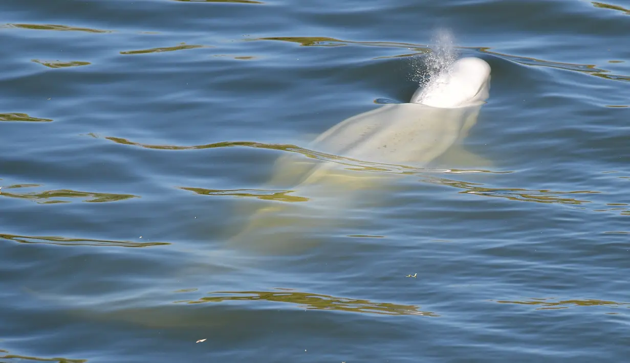 Seekor paus beluga terlihat berenang di sungai Seine Prancis, dekat kunci di Courcelles-sur-Seine, Prancis barat pada 5 Agustus 2022. Paus Beluga ini pertama kali terlihat di sungai awal pekan ini dan terus dipantau dengan menggunakan pesawat nirawak (drone) oleh petugas layanan penyelamatan. (Jean-François MONIER / AFP)