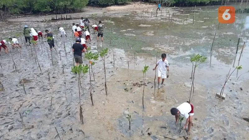 aksi tanam mangrove di Donggala