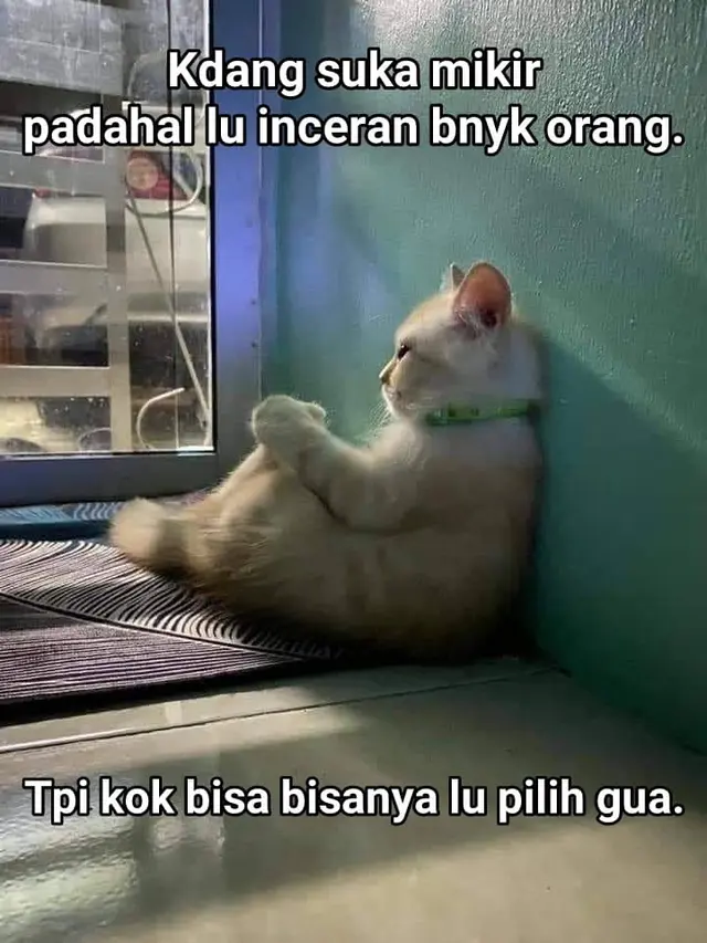6 Meme Kucing Banyak Pikiran Ini Nyeleneh Banget, Kocak